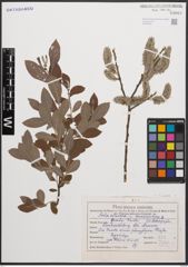 Foto von Salix cinerea L.